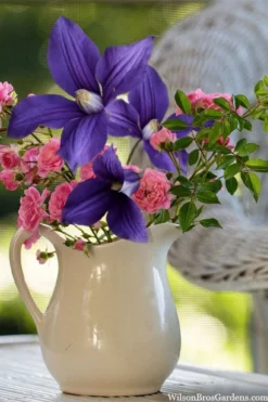 Durandii Clematis - 1 Gallon Pot -Plants Sales Store clematis durandii 13