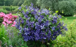 Durandii Clematis - 1 Gallon Pot -Plants Sales Store clematis durandii 3