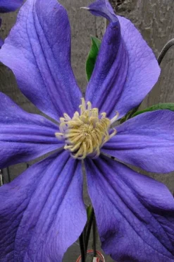 Durandii Clematis - 1 Gallon Pot -Plants Sales Store clematis durandii 4