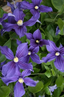 Durandii Clematis - 1 Gallon Pot -Plants Sales Store clematis durandii 5