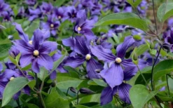 Durandii Clematis - 1 Gallon Pot -Plants Sales Store clematis durandii 6