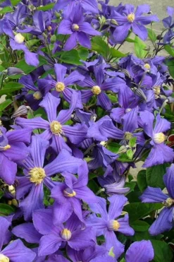 Durandii Clematis - 1 Gallon Pot -Plants Sales Store clematis durandii 7