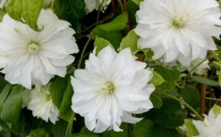 Duchess Of Edinburgh Clematis - 1 Gallon Pot -Plants Sales Store clematis duschess of edinburgh 3