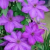 Elsa Spath Clematis - 1 Gallon Pot