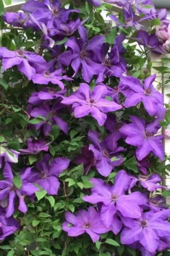 Elsa Spath Clematis - 1 Gallon Pot -Plants Sales Store clematis elsa spath 9