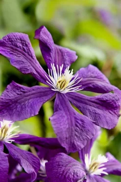 Etoile Violette Clematis - 1 Gallon Pot -Plants Sales Store clematis etoile violette 10