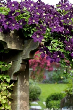 Etoile Violette Clematis - 1 Gallon Pot -Plants Sales Store clematis etoile violette 11