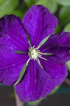 Etoile Violette Clematis - 1 Gallon Pot -Plants Sales Store clematis etolie violette 1