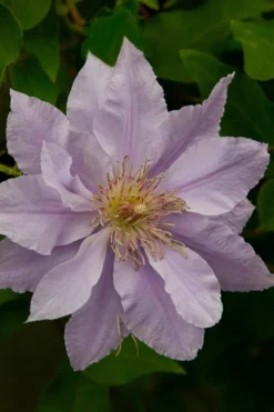 Filigree Clematis - 1 Gallon Pot 13 Filigree Clematis - 1 Gallon Pot -Plants Sales Store clematis filigree 4