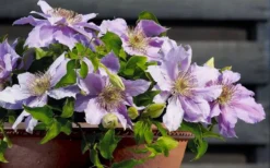 Filigree Clematis - 1 Gallon Pot 12 Filigree Clematis - 1 Gallon Pot -Plants Sales Store clematis filigree 7