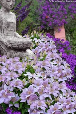 Filigree Clematis - 1 Gallon Pot 10 Filigree Clematis - 1 Gallon Pot -Plants Sales Store clematis filigree 9