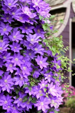 General Sikorski Clematis - 1 Gallon Pot -Plants Sales Store clematis general sikorski 11