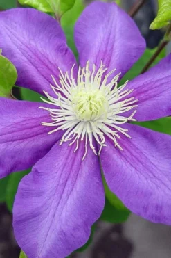 General Sikorski Clematis - 1 Gallon Pot -Plants Sales Store clematis general sikorski 8