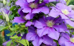 General Sikorski Clematis - 1 Gallon Pot -Plants Sales Store clematis general sikorski 9