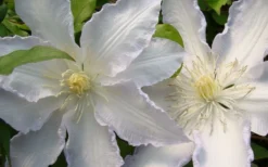 Gillian Blades Clematis - 1 Gallon Pot -Plants Sales Store clematis gillian blades 4