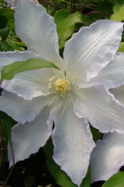 Gillian Blades Clematis - 1 Gallon Pot -Plants Sales Store clematis gillian blades 5