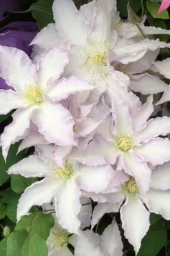 Gillian Blades Clematis - 1 Gallon Pot -Plants Sales Store clematis gillian blades 500x750 1