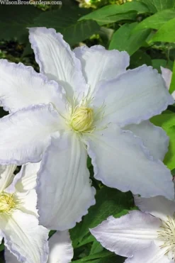 Gillian Blades Clematis - 1 Gallon Pot