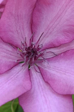 Giselle Clematis - 1 Gallon Pot -Plants Sales Store clematis giselle 10