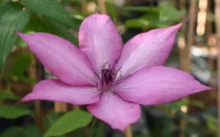 Giselle Clematis - 1 Gallon Pot -Plants Sales Store clematis giselle 11