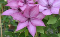Giselle Clematis - 1 Gallon Pot -Plants Sales Store clematis giselle 12