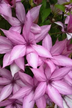 Giselle Clematis - 1 Gallon Pot -Plants Sales Store clematis giselle 13