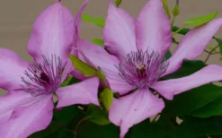Giselle Clematis - 1 Gallon Pot -Plants Sales Store clematis giselle 7
