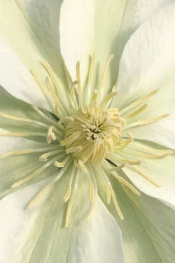 Guernsey Cream Clematis - 1 Gallon Pot -Plants Sales Store clematis guernsey cream 1