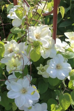 Guernsey Cream Clematis - 1 Gallon Pot -Plants Sales Store clematis guernsey cream 3