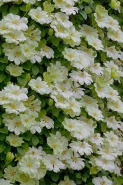 Guernsey Cream Clematis - 1 Gallon Pot -Plants Sales Store clematis guernsey cream 5