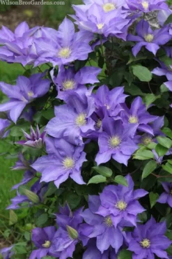 H. F. Young Clematis - 1 Gallon Pot -Plants Sales Store clematis h f young 13