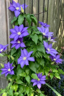 H. F. Young Clematis - 1 Gallon Pot -Plants Sales Store clematis h f young 5