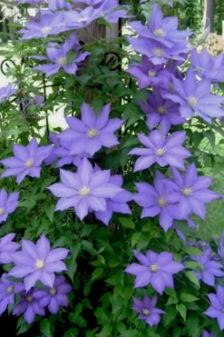 H. F. Young Clematis - 3 Gallon Pot -Plants Sales Store clematis h f young 9 1