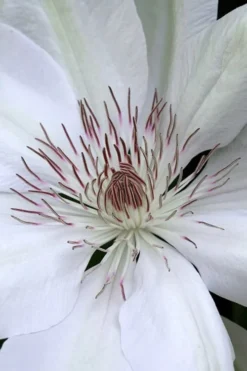 Henryi Clematis - 1 Gallon Pot -Plants Sales Store clematis henryi 1