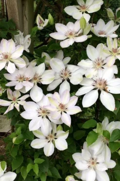 Henryi Clematis - 1 Gallon Pot -Plants Sales Store clematis henryi 2