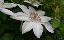 Henryi Clematis - 1 Gallon Pot -Plants Sales Store clematis henryi 3