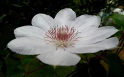 Henryi Clematis - 1 Gallon Pot -Plants Sales Store clematis henryi 4