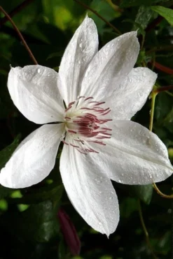 Henryi Clematis - 1 Gallon Pot -Plants Sales Store clematis henryi 6