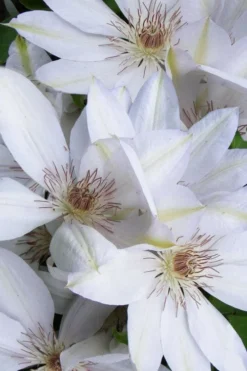 Henryi Clematis - 1 Gallon Pot -Plants Sales Store clematis henryi 7