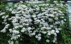 Huldine Clematis - 1 Gallon Pot -Plants Sales Store clematis huldine 11