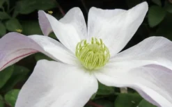 Huldine Clematis - 1 Gallon Pot -Plants Sales Store clematis huldine 3