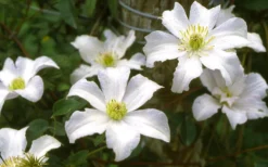 Huldine Clematis - 1 Gallon Pot -Plants Sales Store clematis huldine 6