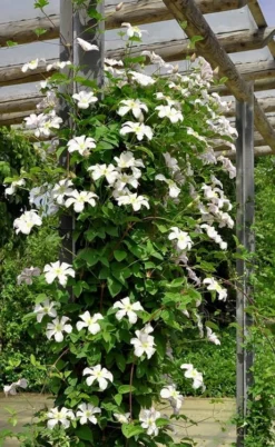 Huldine Clematis - 1 Gallon Pot -Plants Sales Store clematis huldine 7jpg