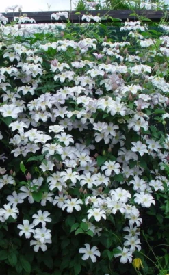 Huldine Clematis - 1 Gallon Pot -Plants Sales Store clematis huldine 9
