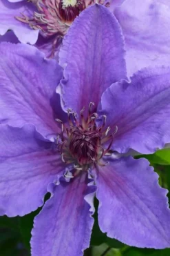 Ines Clematis - 1 Gallon Pot 8 Ines Clematis - 1 Gallon Pot -Plants Sales Store clematis ines 1