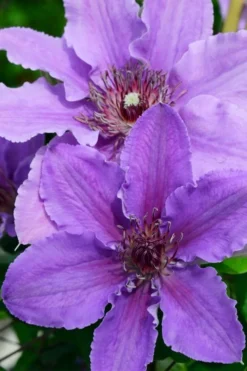 Ines Clematis - 1 Gallon Pot 9 Ines Clematis - 1 Gallon Pot -Plants Sales Store clematis ines 3