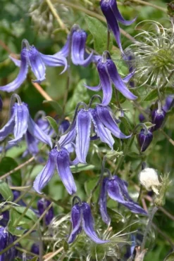 Clematis Integrifolia (Solitary Bush Clematis) - 1 Gallon Pot -Plants Sales Store clematis integrifolia soiltary bush clematis 4