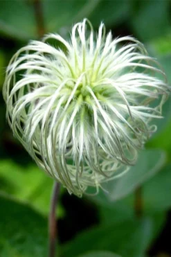 Clematis Integrifolia (Solitary Bush Clematis) - 1 Gallon Pot -Plants Sales Store clematis integrifolia soiltary bush clematis 6