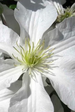 John Huxtable Clematis - 1 Gallon Pot 9 John Huxtable Clematis - 1 Gallon Pot -Plants Sales Store clematis john huxtable 1