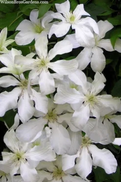 John Huxtable Clematis - 1 Gallon Pot 8 John Huxtable Clematis - 1 Gallon Pot -Plants Sales Store clematis john huxtable 3